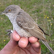 Barred Warbler